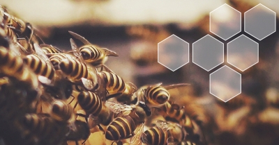 „Detekce onemocnění včel medonosných monitorováním posunů ve volatilních profilech“; Maggie Gill – Keele University, Spojené králoství